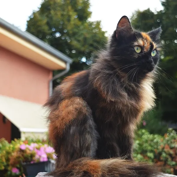 Pet Cat House Bed Banana Kształt Domu Słodkie Zwierzęta Hodowla nest Ciepłe Pies Kot Śpi Sofy Łóżka Miękkie Gąbki