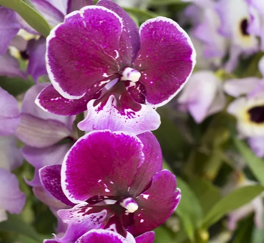 20 sztuk Mini storczyki do pomieszczeń wieloletnia kryty kwiaty dla domu i ogród doniczkowe kwiaty Phalaenopsis