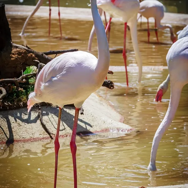 Nowe Kolorowe Ekologiczne Flamingo Hipopotam Zwierząt Pies Kot Poliester Wysokiej Jakości Zmywalna Wanna Decor Zasłona prysznicowa