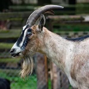 Nowy Neoprenu Anty Jaw Chin Strap Pas Przeciw Bezdechu Chrapać Zatrzymaj Chrapanie Rozwiązanie Snu Pomoc Bezdechu Pas Spania Pielęgnacja Narzędzia