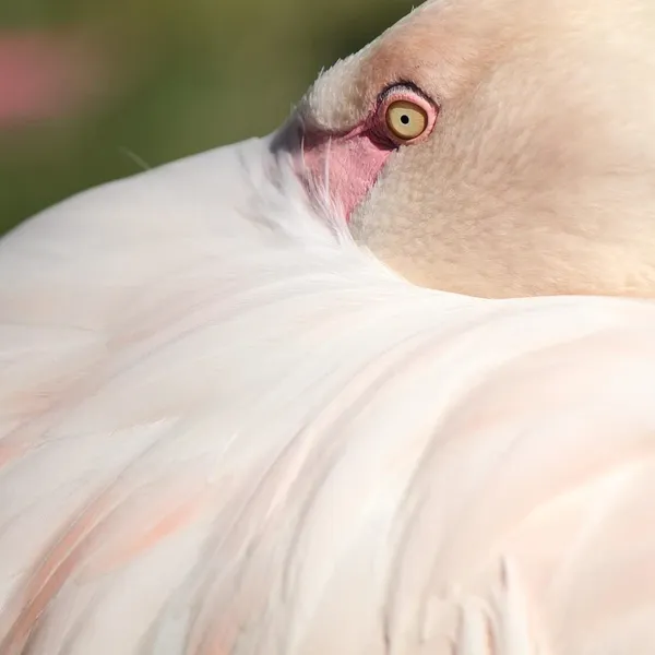 Nowe Kolorowe Ekologiczne Flamingo Hipopotam Zwierząt Pies Kot Poliester Wysokiej Jakości Zmywalna Wanna Decor Zasłona prysznicowa