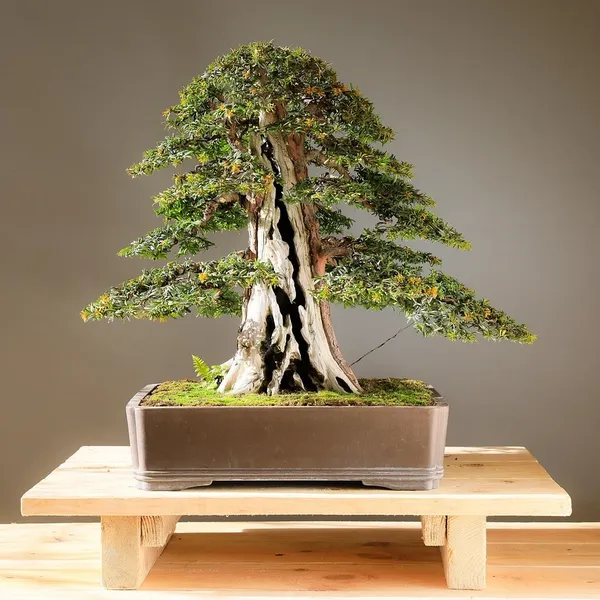 Śliczne Połowa Ciała Stojak Dla Roślin Bonsai Domu Ogród Dostaw Dekoracyjne Garnki Sadzarki Doniczka Dekoracji Doniczka Sadzarka Zabawki