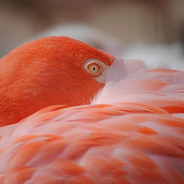 Nowe Kolorowe Ekologiczne Flamingo Hipopotam Zwierząt Pies Kot Poliester Wysokiej Jakości Zmywalna Wanna Decor Zasłona prysznicowa