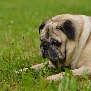 Zima Super Zwierząt Śmieszne Buty Dla Mężczyzn i Kobiet Ciepłe Miękkie Dno Home & Dom Kryty Podłogowe Kształt Rekina Furry Mielizny pantofle