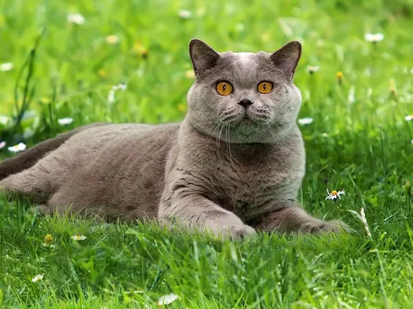 Pet Cat House Bed Banana Kształt Domu Słodkie Zwierzęta Hodowla nest Ciepłe Pies Kot Śpi Sofy Łóżka Miękkie Gąbki