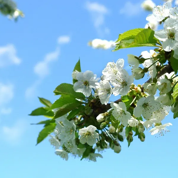 Stal nierdzewna Cherry Pitter Owoców Corer Rdzeń Seed Remover Narzędzia Wiśnie Owocowe Narzędzia Gadżety Kuchenne Akcesoria