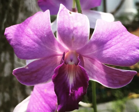 20 sztuk Mini storczyki do pomieszczeń wieloletnia kryty kwiaty dla domu i ogród doniczkowe kwiaty Phalaenopsis