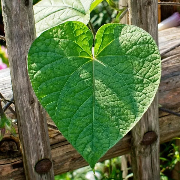 50 sztuk/partia Mini Drewniany Kołek Love Heart Shape Klipy Photo Uchwyt Zaciskowy Rękodzieła Dom Wedding Favor Decor Party Supplies VBT50 P0.5