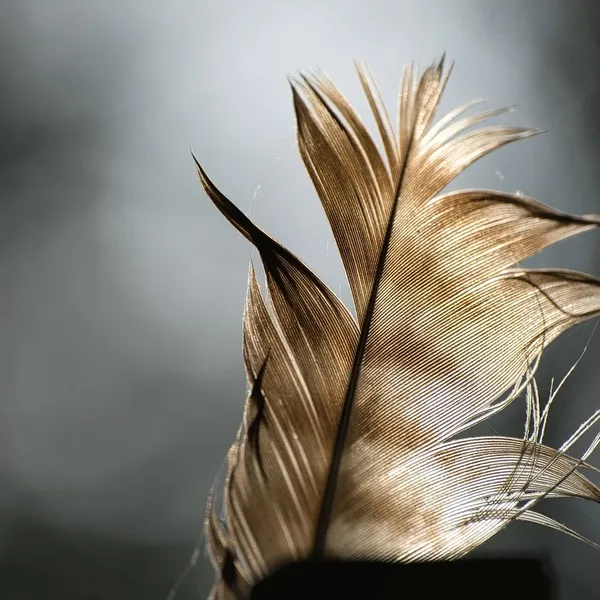 Symulowane Perły Długi Kutas ES287 Liść Feather Wypadania Dangle Kolczyki Dla Kobiet Brincos Bijoux boucle d'oreille Biżuteria Kolczyk