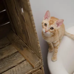6 Kolory Kocimiętka Kot Samo Groomer Pet Zabawka Dla Kota Grzebień Szczotka Do Masażu Urządzenie Artykuły zoologiczne Koty Dostarcza Wielu Kolorach