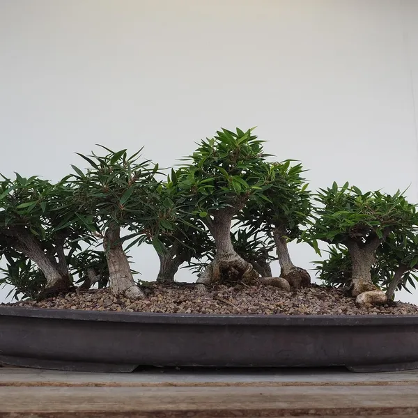 Śliczne Połowa Ciała Stojak Dla Roślin Bonsai Domu Ogród Dostaw Dekoracyjne Garnki Sadzarki Doniczka Dekoracji Doniczka Sadzarka Zabawki