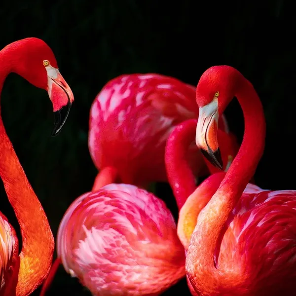 Nowe Kolorowe Ekologiczne Flamingo Hipopotam Zwierząt Pies Kot Poliester Wysokiej Jakości Zmywalna Wanna Decor Zasłona prysznicowa