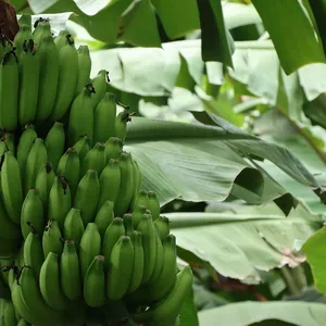 Dziecko silikonowe szkolenia szczoteczka BPA darmo kształt Banana bezpieczne Toddle gryzak Chew zabawki ząbkowany pierścień prezent dla niemowląt dziecka żucia