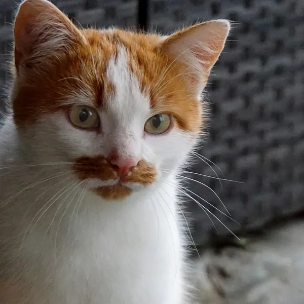 Męskie Fartuchy Fartuch Nowy Golenia Brody Opieki Czyste Broda Broda Catcher Nowy Rok Prezent Dla Ojca Chłopaka Brata