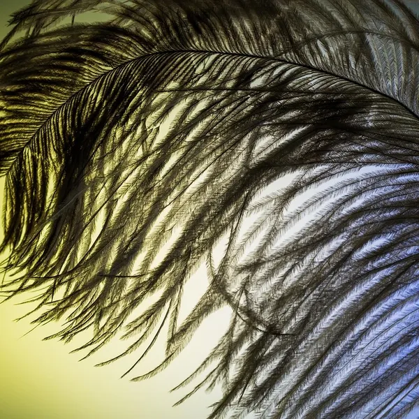 Symulowane Perły Długi Kutas ES287 Liść Feather Wypadania Dangle Kolczyki Dla Kobiet Brincos Bijoux boucle d'oreille Biżuteria Kolczyk