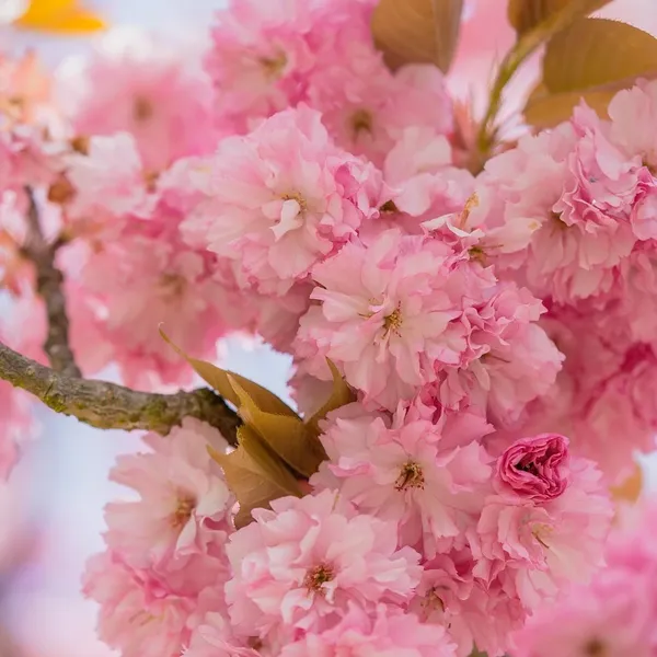 Stal nierdzewna Cherry Pitter Owoców Corer Rdzeń Seed Remover Narzędzia Wiśnie Owocowe Narzędzia Gadżety Kuchenne Akcesoria