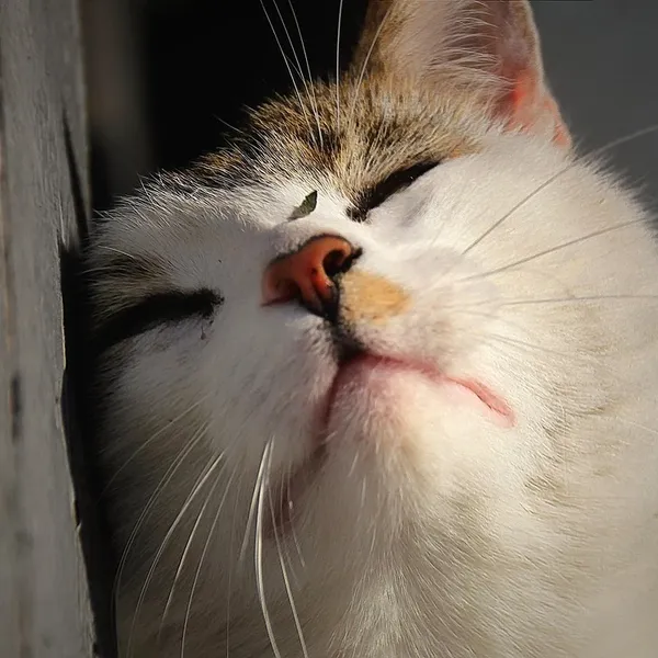 Pet Cat House Bed Banana Kształt Domu Słodkie Zwierzęta Hodowla nest Ciepłe Pies Kot Śpi Sofy Łóżka Miękkie Gąbki