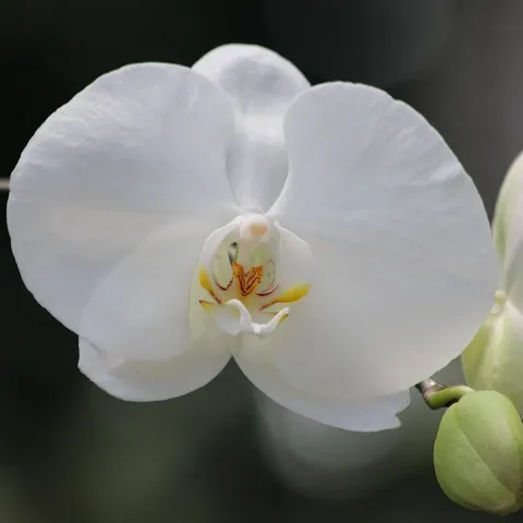 20 sztuk Mini storczyki do pomieszczeń wieloletnia kryty kwiaty dla domu i ogród doniczkowe kwiaty Phalaenopsis
