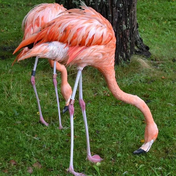 Nowe Kolorowe Ekologiczne Flamingo Hipopotam Zwierząt Pies Kot Poliester Wysokiej Jakości Zmywalna Wanna Decor Zasłona prysznicowa
