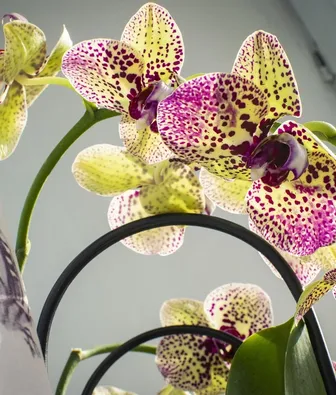 20 sztuk Mini storczyki do pomieszczeń wieloletnia kryty kwiaty dla domu i ogród doniczkowe kwiaty Phalaenopsis