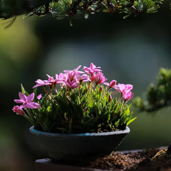 Śliczne Połowa Ciała Stojak Dla Roślin Bonsai Domu Ogród Dostaw Dekoracyjne Garnki Sadzarki Doniczka Dekoracji Doniczka Sadzarka Zabawki