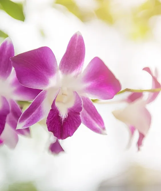 20 sztuk Mini storczyki do pomieszczeń wieloletnia kryty kwiaty dla domu i ogród doniczkowe kwiaty Phalaenopsis