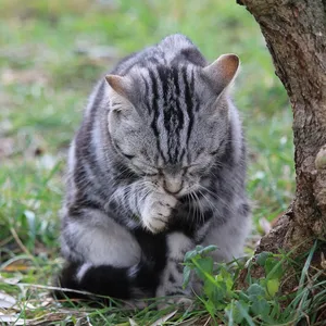 6 Kolory Kocimiętka Kot Samo Groomer Pet Zabawka Dla Kota Grzebień Szczotka Do Masażu Urządzenie Artykuły zoologiczne Koty Dostarcza Wielu Kolorach