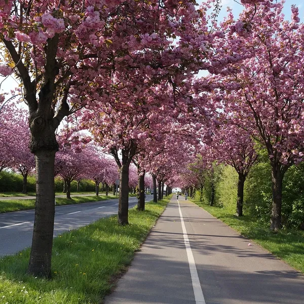 Stal nierdzewna Cherry Pitter Owoców Corer Rdzeń Seed Remover Narzędzia Wiśnie Owocowe Narzędzia Gadżety Kuchenne Akcesoria