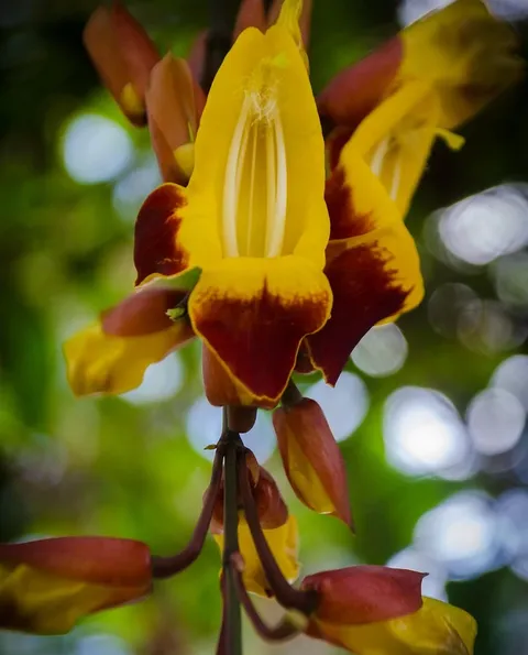 20 sztuk Mini storczyki do pomieszczeń wieloletnia kryty kwiaty dla domu i ogród doniczkowe kwiaty Phalaenopsis