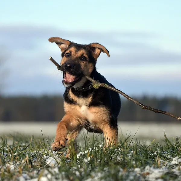 f1839d29fddb0b1d444d2bf5eb7c56951e9ab2dd.jpg Nowe Zimowe Kobiet Koronki Ciepłe Kaszmiru Trzy Żebra Cute Niedźwiedź Rękawice Podwójne grube Pluszowe Wrist Kobiety Ekran Dotykowy Rękawiczki Jazdy 81C